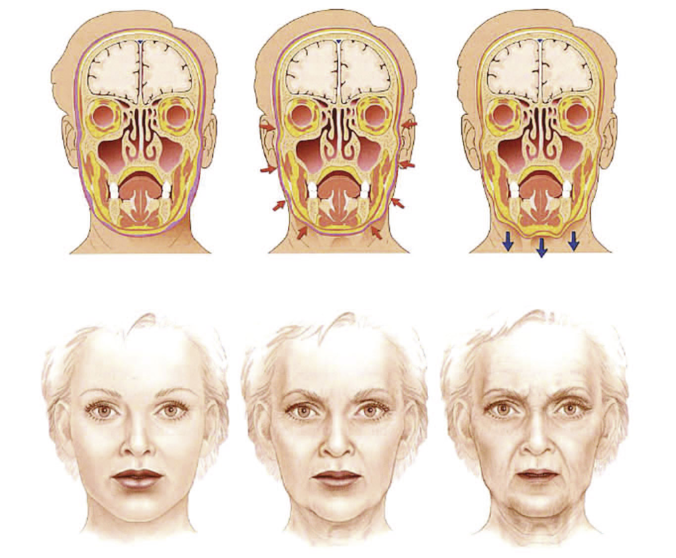 Aging And Anatomy In Retouching – MK Retouching