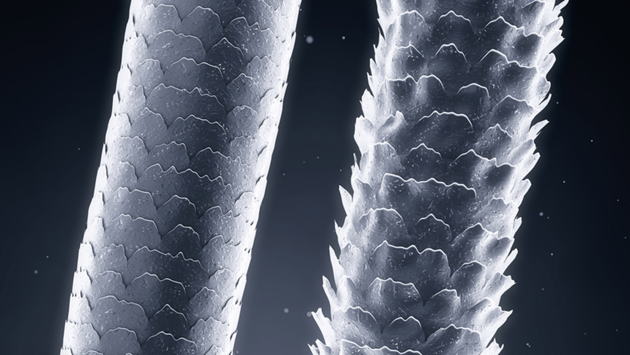 Hair science & how it affects Photography MK Retouching